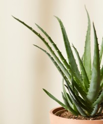 Aloe 'erizo'