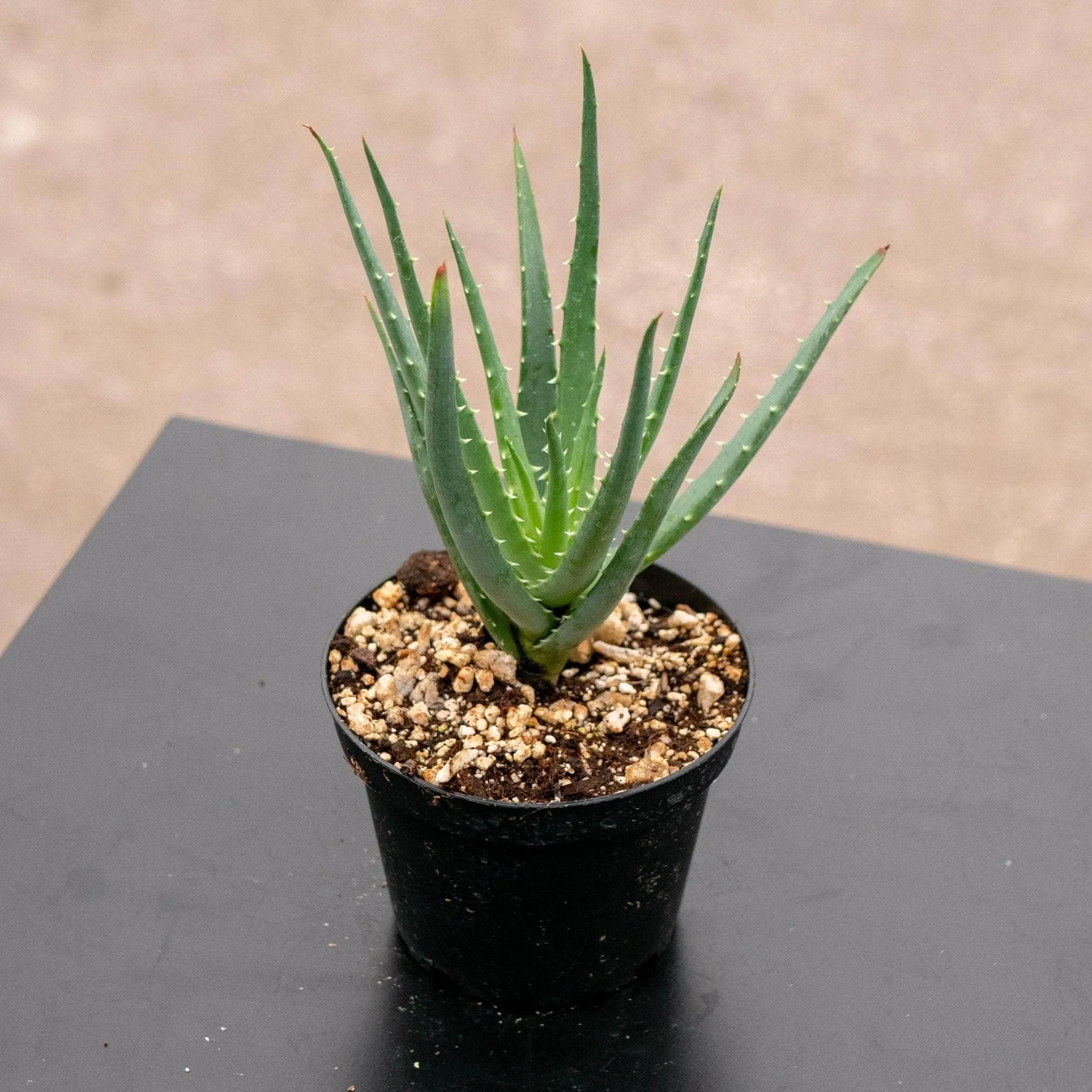Aloe 'erizo'
