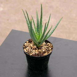 Aloe 'erizo'