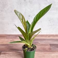 Anthurium boplandii ssp. guayano 'Cobra'