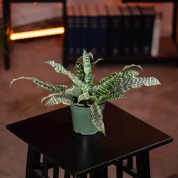 Bromelia Cryptanthus 'Betty'