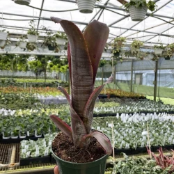 Bromelia Billbergia vittata alba