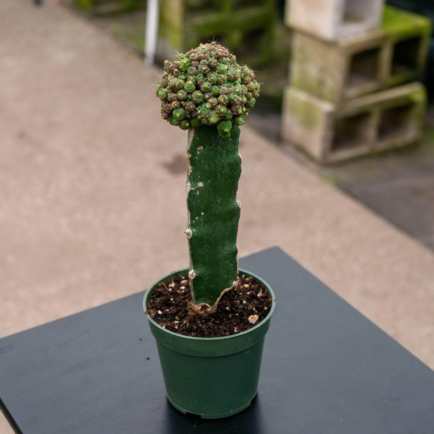 Mammillaria bocasana 'Fred' injertada