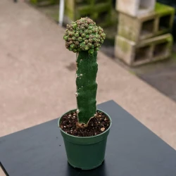 Mammillaria bocasana 'Fred' injertada