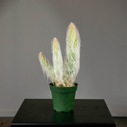 Cactus Opuntia erinacea 'Ursine' "Nieve"