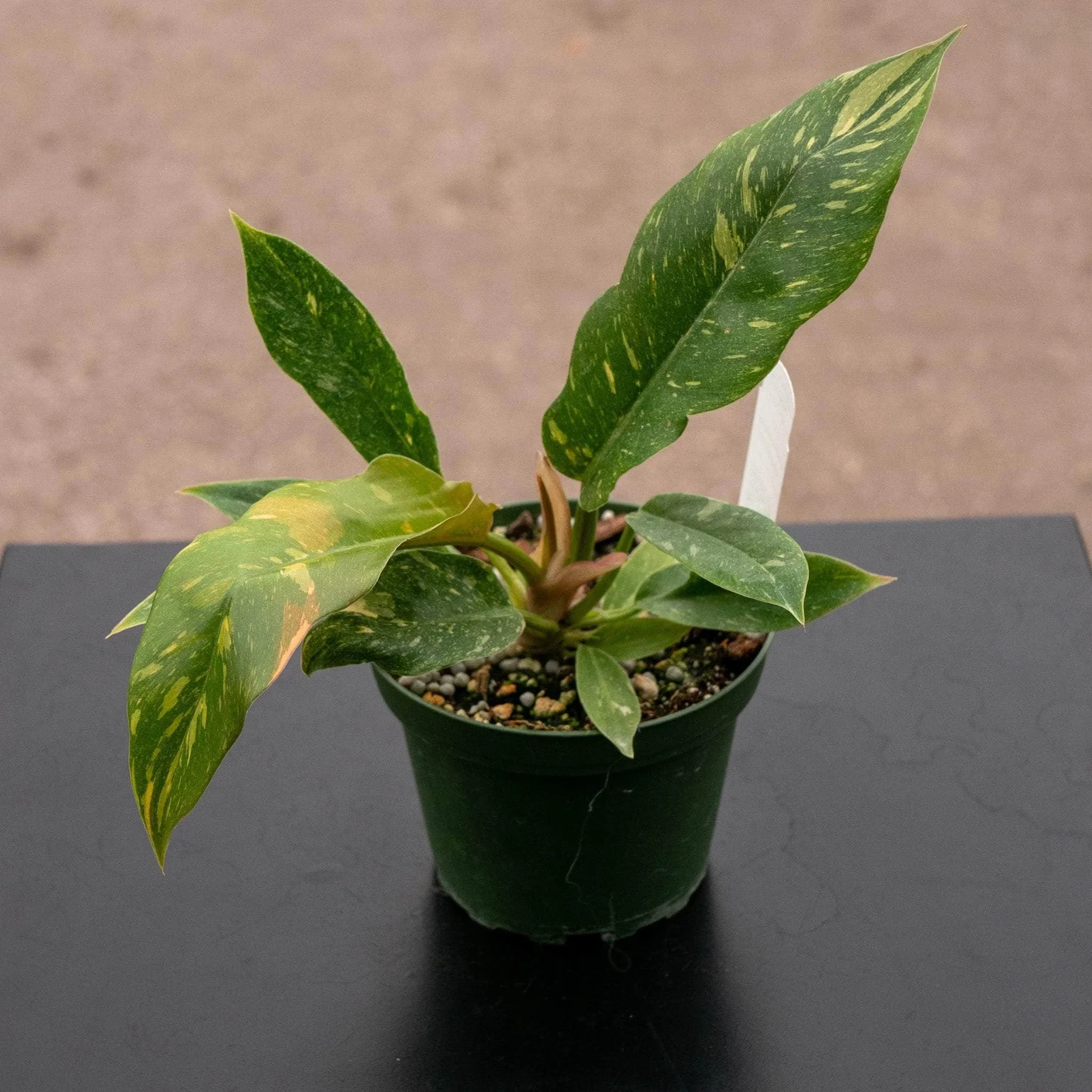 Anillo de fuego del filodendro