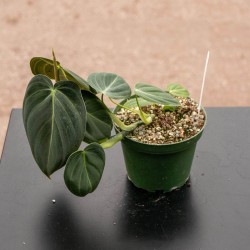 Filodendro melanochrysum