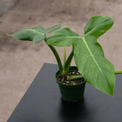Filodendro barrosoanum