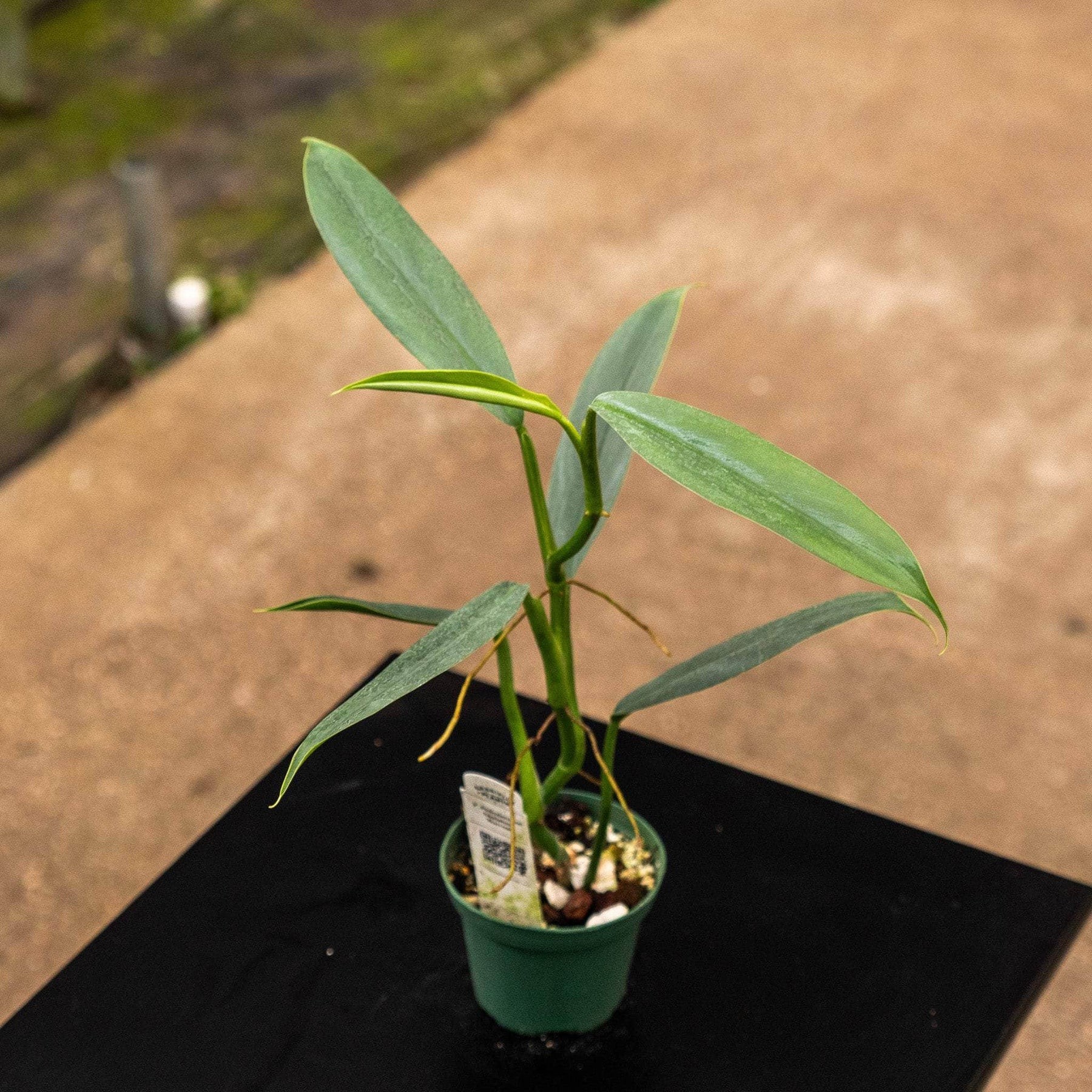 Philodendron hastatum 'Plata'