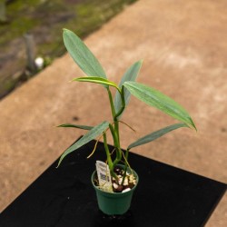 Philodendron hastatum 'Plata'