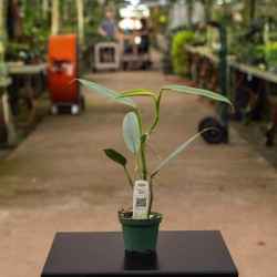 Philodendron hastatum 'Plata'