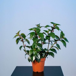 Pez dorado Nematanthus 'Tropicana'