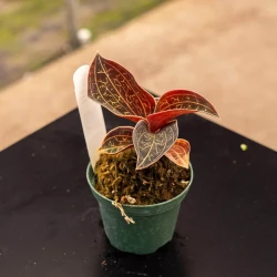 Orquídea Anoectochilus chapaensis