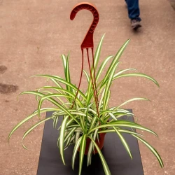 Planta Araña Chlorophytum comosum