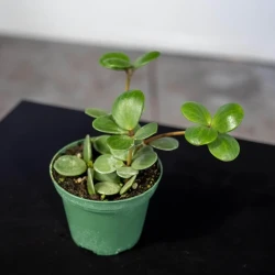 Peperomia 'Esperanza'
