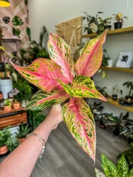 Mariposa rosa Aglaonema