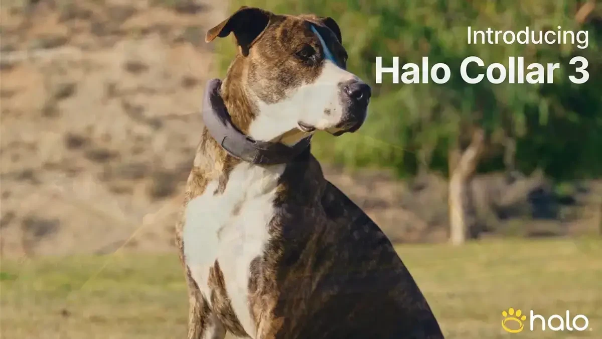 Halo Collar 3 - Valla GPS para perros