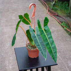 Filodendro billietiae