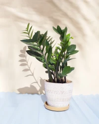 Zamioculcas Verde