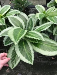 Gekko Calathea