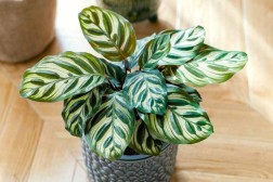 Pavo real Calathea