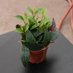 Lápiz labial Aeschynanthus longicaulis 'Black Pagoda'