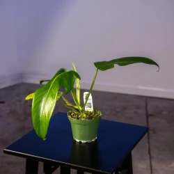 Filodendro 'Jerry Horne'