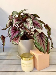 Paquete de plantas y velas para el Día de la Madre