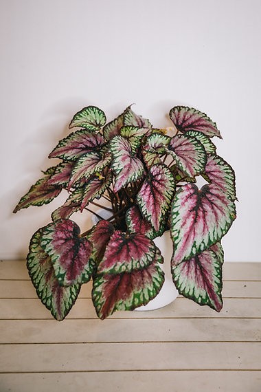 Paquete de plantas y velas para el Día de la Madre