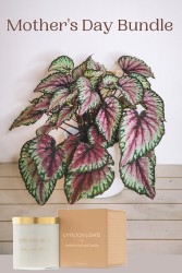 Paquete de plantas y velas para el Día de la Madre