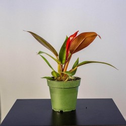 Filodendro rojo sol