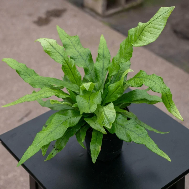 Helecho Microsorum musifolium 'Crocodyllus' "Cocodrilo"