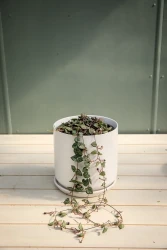Ceropegia woodii "Cadena de Corazones"