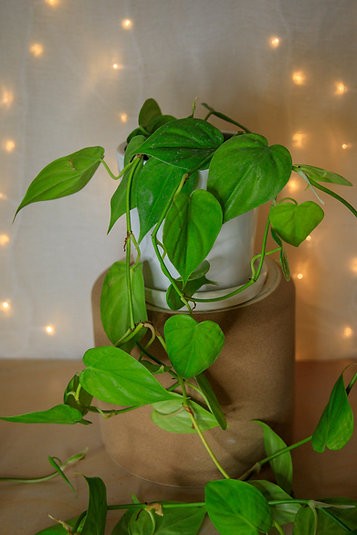 Philodendron hederaceum "Filodendro de hoja de corazón"