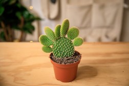 Cactus oreja de conejo (Opuntia microdasys)