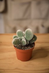 Cactus oreja de conejo (Opuntia microdasys)