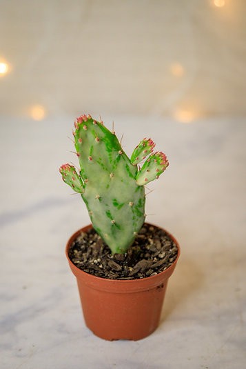 "Tuna dulce" Opuntia monacantha variegata