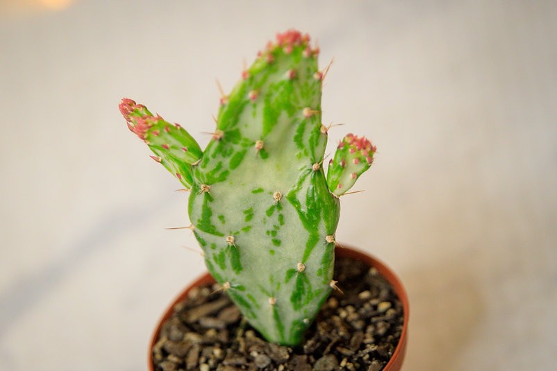 "Tuna dulce" Opuntia monacantha variegata