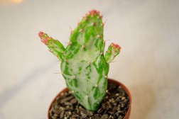 "Tuna dulce" Opuntia monacantha variegata