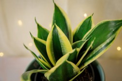 Sansevieria "hahnii Lotus" Planta Serpiente