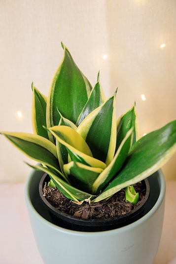 Sansevieria "hahnii Lotus" Planta Serpiente