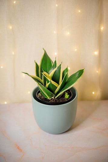 Sansevieria "hahnii Lotus" Planta Serpiente