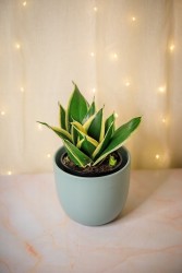 Sansevieria "hahnii Lotus" Planta Serpiente