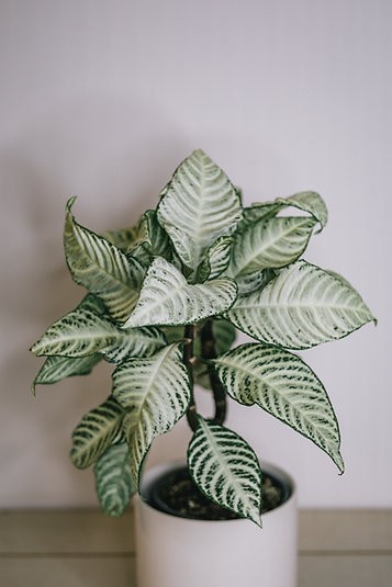 Aphelandra "Copo de nieve" - planta cebra