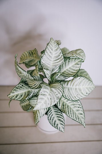 Aphelandra "Copo de nieve" - planta cebra