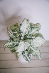 Aphelandra "Copo de nieve" - planta cebra