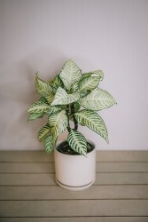 Aphelandra "Copo de nieve" - planta cebra