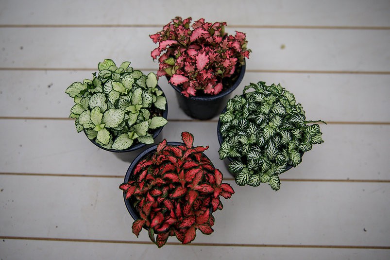 Fittonia colorida