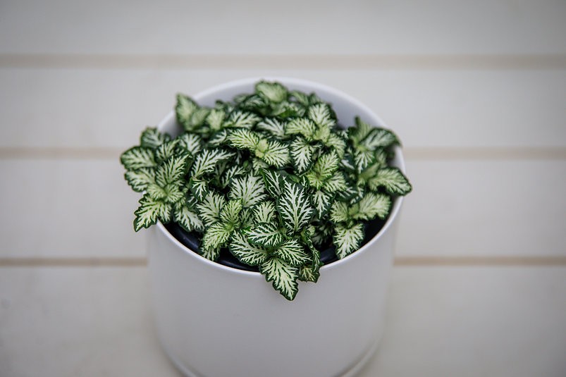 Fittonia colorida