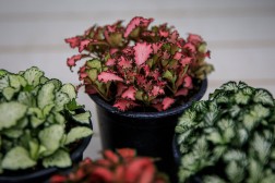 Fittonia colorida